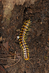 Melaphe cypria, a millipede in family Xystodesmidae