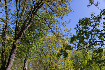 new green foliage on deciduous trees in the forest in the spring season