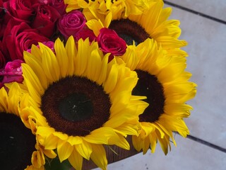 sunflowers on a white