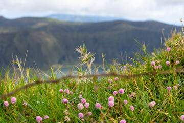 Pink Flowers of Wild Persicaria Capitata after rain with the Lagoa do Fogo "Fire Lagoon" in the background. Sao Miguel island in the Azores, Portugal.