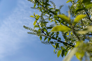 a flowering cherry tree in the spring season, a spring park