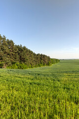 a large number of green wheat sprouts in the spring season