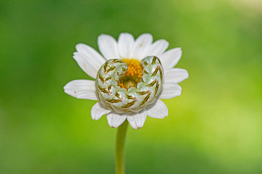 Chamomile Shark moth caterpillar Cucullia chamomillae.