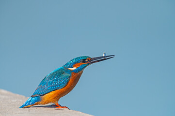 Common kingfisher fishing by the river.
