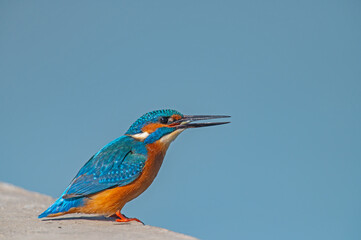 Common kingfisher fishing by the river.