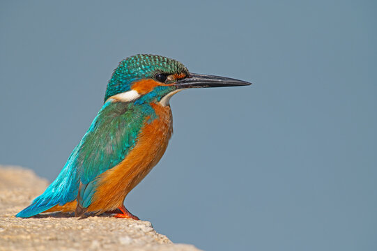 Common kingfisher fishing by the river.