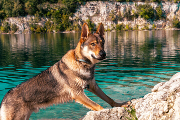Wilczak Czechosłowacki, Czechoslovakian Wolfdog © Lukasz