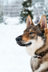 Wilczak Czechosłowacki, Czechoslovakian Wolfdog, zim