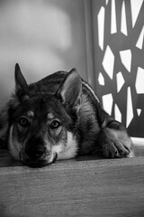 Wilczak Czechosłowacki, Czechoslovakian Wolfdog