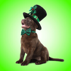 St. Patrick's day celebration. Cute Chocolate Labrador puppy with leprechaun hat and bow tie on...