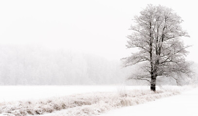 A solitary tree stands tall against a backdrop of snow-covered fields
