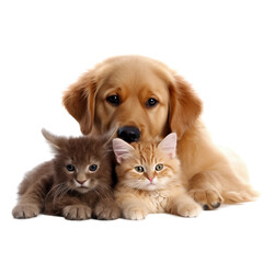 Cats and dog friends isolated on transparent background, created with generative AI