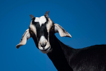 Silly Goat with Cute Black and White Face