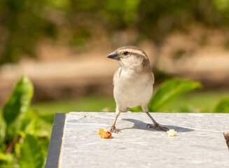 Lago sparrow, Cape Verde