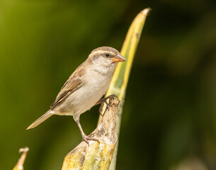 Lago sparrow, Cape Verde