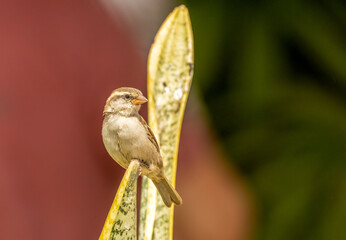 Lago sparrow, Cape Verde