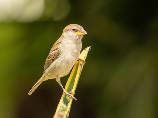 Lago sparrow, Cape Verde