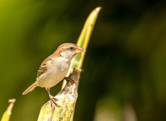 Lago sparrow, Cape Verde