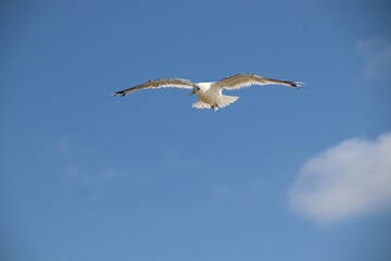 Flying seagull