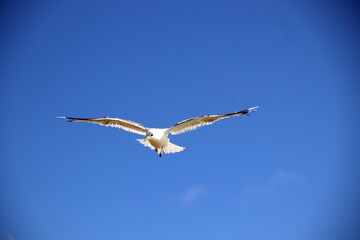 Flying Seagull at the North Sea