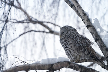 An owl (long-tailed owl) on a snow-covered tree branch in a winter city.