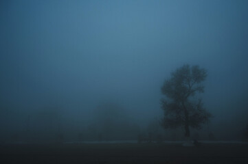 misty mystical landscape with lonely tree in park in the fog mist in winter evening