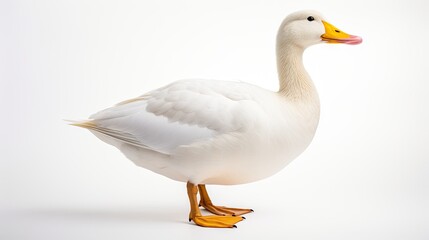 portrait of an adorable duck on a clean white background, capturing the beauty and charm of this waterfowl