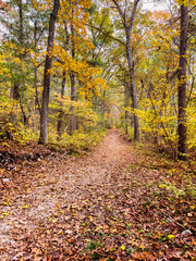 Leaf-covered path through the Needham Town Forest on an Autumn afternoon
