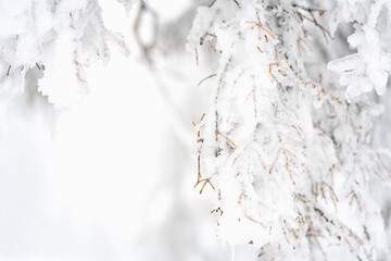 Close up of a frozen pine branches, winter wonderland background with ice and snow on the tree on a...