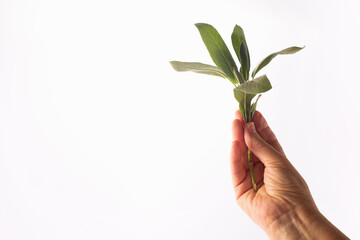 A bunch of fresh sage in a woman's hand on white background. Alternative medicine. Endobiogenics, new look at medicine