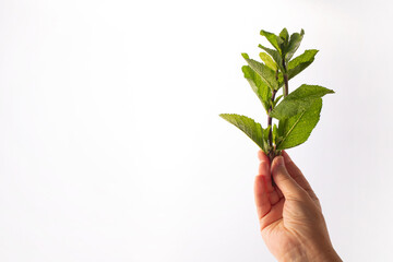 A bunch of fresh mint in a woman's hand on white background. Alternative medicine. Endobiogenics, new look at medicine