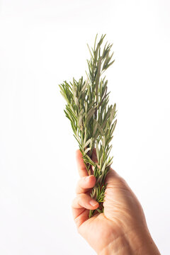 Fresh rosemary in woman's hand on white background. Alternative medicine. Endobiogenics, new look at medicine