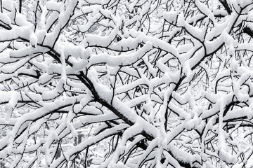 Bare tree branches covered with show on a daytime