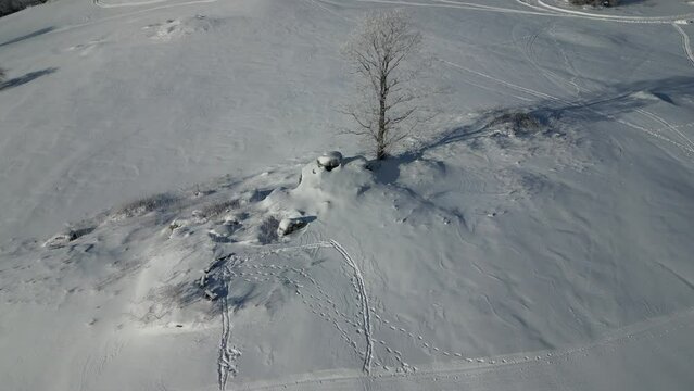 forest patch in the mountains with one old tree on a rock with benches. a slow flight over a snowy idyllic setting. advertising video for outdoor equipment and ski services