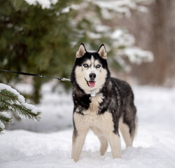 Walking with your pet husky in the park in winter. Friendship with a dog. Breeding and keeping a husky dog.