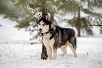 Walking with your pet husky in the park in winter. Friendship with a dog. Breeding and keeping a husky dog.
