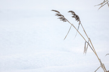Dry reed and white snow, natural background