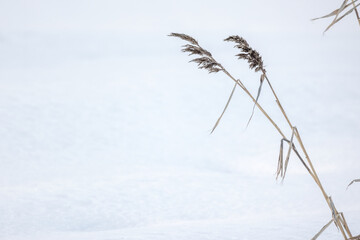 Obraz premium Dry reed and white snow, natural background