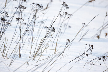 Winter background with frozen dry flowers in a snowdrift
