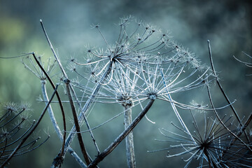 Frozen dry flowers of ground elder, macro photo with selective soft focus