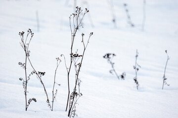 Dry frozen wild flowers stand in white snow, close-up photo