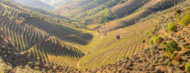 Old vineyards with red wine grapes in the Douro valley wine region near Porto, Portugal Europe
Sunny day in most popular touristic destination in Portugal. - obrazy, fototapety, plakaty