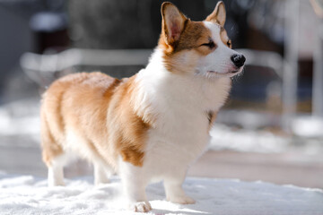 Small Pembroke Welsh Corgi puppy walks in the snow on a sunny winter day. Stands with his eyes closed. Happy little dog. Concept of care, animal life, health, show, dog breed