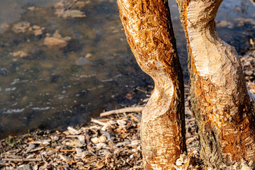 trees by the river, gnawed by beavers - obrazy, fototapety, plakaty