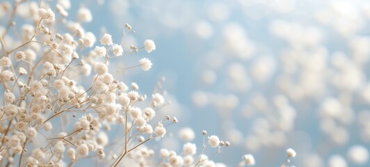 White elegant baby s breathe flower, gypsophila with blurred background for elegant, romantic floral cards. Celebrate season, wedding, spring, love. Elegant, luxury, card, banner, web.