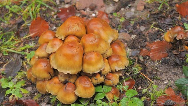 Many forest mushrooms that grow on the ground covered with moss. Autumn harvest of mushrooms in the forest
