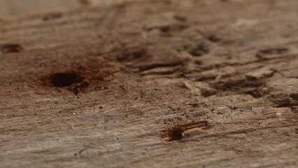 Weathered Wood Texture with Nail Hole. Selective focus, close-up.