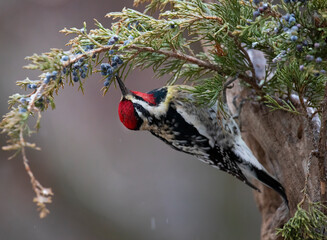 Male yellow bellied sapsucker on cedar branch