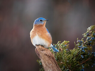 male bluebird on perch