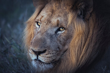 Wild lion in the savanna